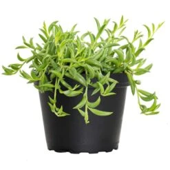 4 In. String Of Bananas Succulent Plant In Grower Pot