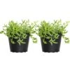 4 In. String Of Bananas Succulent Plant In Grower Pot (2-Pack)