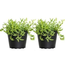 4 In. String Of Bananas Succulent Plant In Grower Pot (2-Pack)