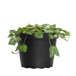 4 In. String Of Hearts Ceropegia Woodii Succulent Plant In Grower Pot