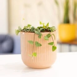 4 In. String Of Hearts Ceropegia Woodii Succulent Plant In Grower Pot (4-Pack) -Urban Garden Store united nursery succulent plants 4sohgp4pk 31 1000