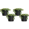 4 In. String Of Hearts Ceropegia Woodii Succulent Plant In Grower Pot (4-Pack)