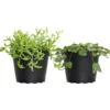 4 In. String Of Hearts And String Of Bananas Plant Collection In Grower Pots (2-Pack)