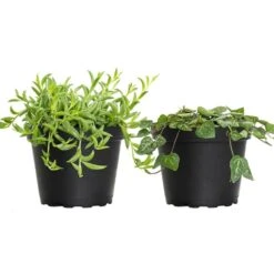 4 In. String Of Hearts And String Of Bananas Plant Collection In Grower Pots (2-Pack)