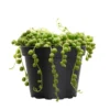 4 In. String Of Pearls Senecio Rowleyanus Succulent Plant In Grower Pot