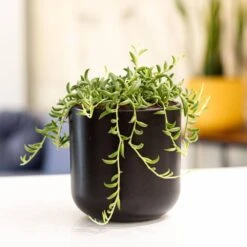 4 In. String Of Pearls And String Of Bananas Plant Collection In Grower Pots (2-Pack) 5 4 In. String Of Pearls And String Of Bananas Plant Collection In Grower Pots (2-Pack) -Urban Garden Store united nursery succulent plants 4sopsobgpduo 31 1000
