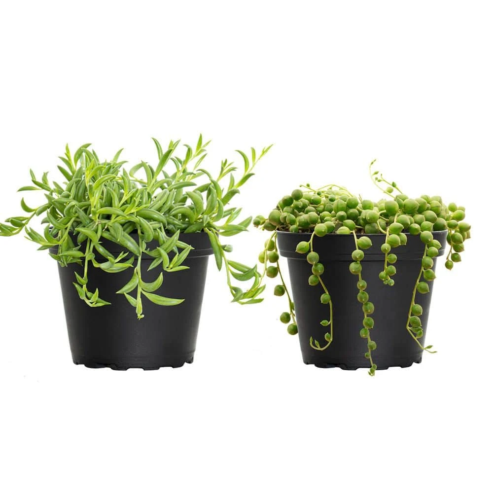 4 In. String Of Pearls And String Of Bananas Plant Collection In Grower Pots (2-Pack) 1 4 In. String Of Pearls And String Of Bananas Plant Collection In Grower Pots (2-Pack)