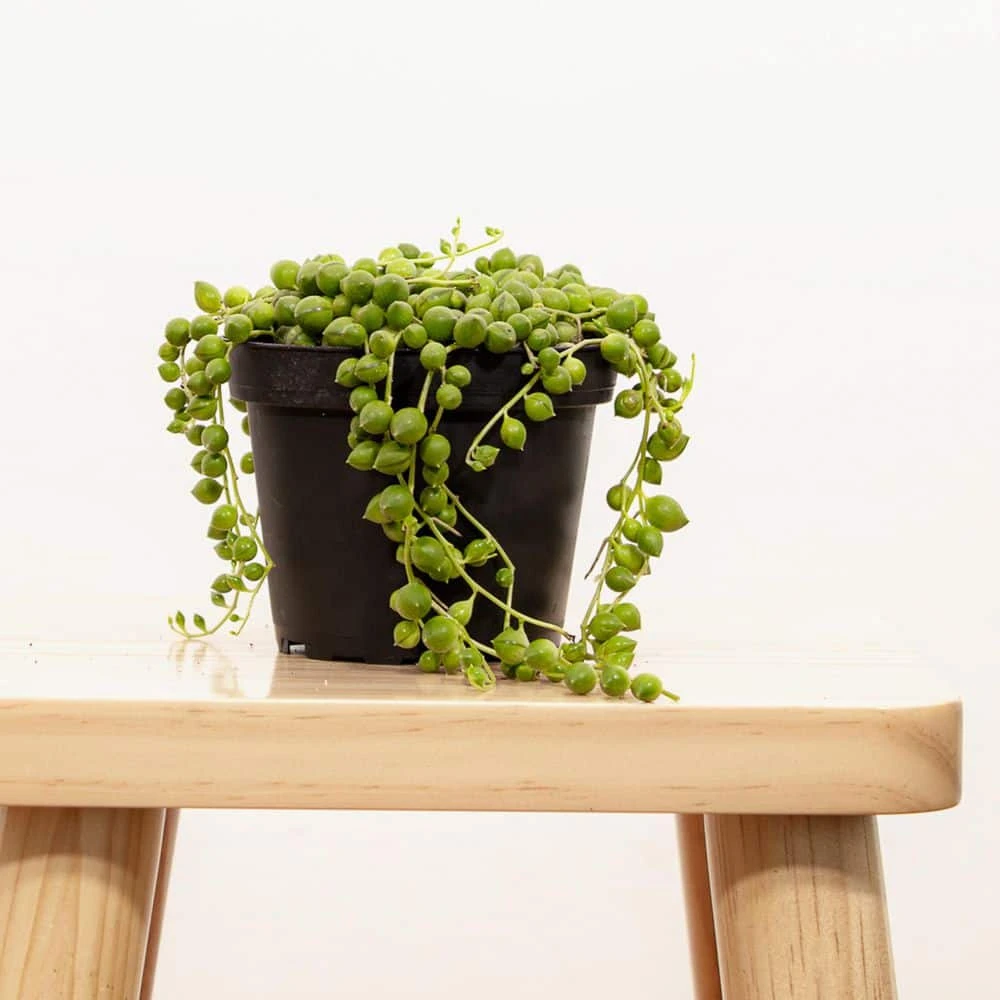4 In. String Of Pearls And String Of Bananas Plant Collection In Grower Pots (2-Pack) 2 4 In. String Of Pearls And String Of Bananas Plant Collection In Grower Pots (2-Pack) - Image 2