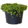 6 In. String Of Frogs Ficus Pumila Plant In Grower Pot