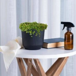 6 In. String Of Frogs Ficus Pumila Plant In White Décor Pot 5 6 In. String Of Frogs Ficus Pumila Plant In White Décor Pot -Urban Garden Store united nursery succulent plants 6sofhw 31 1000