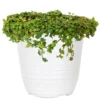 6 In. String Of Frogs Ficus Pumila Plant In White Décor Pot