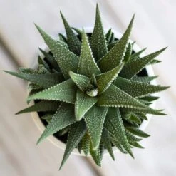 Grower's Choice Haworthia Succulent (4-Pack) In 4 Inch Grower Pot -Urban Garden Store united nursery succulent plants 79047 1f 1000