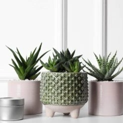 Grower's Choice Haworthia Succulent (4-Pack) In 4 Inch Grower Pot -Urban Garden Store united nursery succulent plants 79047 31 1000