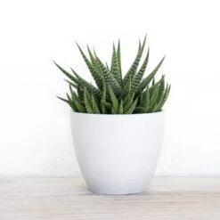 Grower's Choice Haworthia Succulent (4-Pack) In 4 Inch Grower Pot -Urban Garden Store united nursery succulent plants 79047 4f 1000