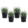 Grower's Choice Haworthia Succulent (4-Pack) In 4 Inch Grower Pot