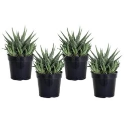 Grower's Choice Haworthia Succulent (4-Pack) In 4 Inch Grower Pot