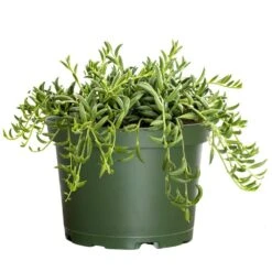 Live String Of Bananas Houseplant In 6 In. Grower Pot