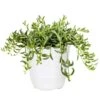 Live String Of Bananas Houseplant In 6 In. White Decor Pot