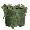 Live String Of Hearts Houseplant In 6 In. Grower Pot
