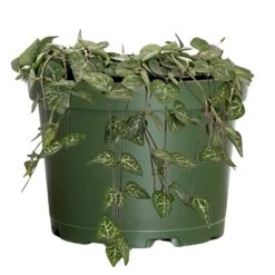 Live String Of Hearts Houseplant In 6 In. Grower Pot
