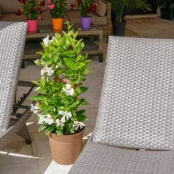 White Mandevilla Trellis Live Outdoor Vining Plant In 9.25 Inch Grower (2-Pack) -Urban Garden Store united nursery vine plants 00366 31 1000