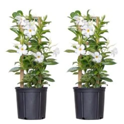 White Mandevilla Trellis Live Outdoor Vining Plant In 9.25 Inch Grower (2-Pack)