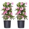 Pink Mandevilla Trellis Live Outdoor Vining Plant In 9.25 Inch Grower Pot (2-Pack)