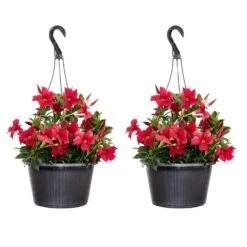 Red Mandevilla Flowering Live Outdoor Plant Premium 10 Inch Hanging Basket (2-Pack)