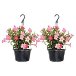 Pink Mandevilla Vining Live Outdoor Plant In 10 Inch Hanging Basket (2-Pack)