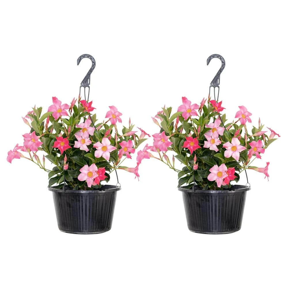 Pink Mandevilla Vining Live Outdoor Plant In 10 Inch Hanging Basket (2-Pack)