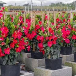 Red Mandevilla Trellis Live Outdoor Vining Plant In 9.25 Inch Grower Pot (2-Pack) -Urban Garden Store united nursery vine plants 00618 31 1000
