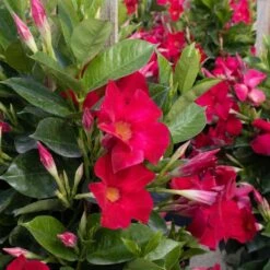 Red Mandevilla Trellis Live Outdoor Vining Plant In 9.25 Inch Grower Pot (2-Pack) -Urban Garden Store united nursery vine plants 00618 4f 1000