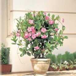 Pink Mandevilla Trellis Sun Parasol Live Outdoor Vining Plant In 9.25 Inch Grower Pot -Urban Garden Store united nursery vine plants 29111 31 1000