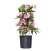Pink Mandevilla Trellis Sun Parasol Live Outdoor Vining Plant In 9.25 Inch Grower Pot