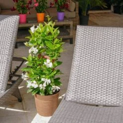 White Mandevilla Trellis Sun Parasol Live Outdoor Vining Plant In 9.25 Inch Grower Pot -Urban Garden Store united nursery vine plants 29128 31 1000