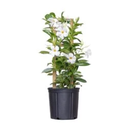 White Mandevilla Trellis Sun Parasol Live Outdoor Vining Plant In 9.25 Inch Grower Pot