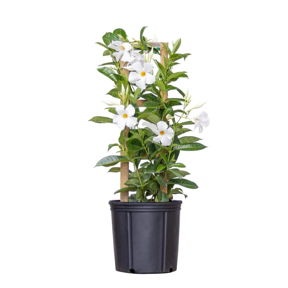White Mandevilla Trellis Sun Parasol Live Outdoor Vining Plant In 9.25 Inch Grower Pot