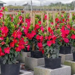 Red Mandevilla Trellis Sun Parasol Live Outdoor Vining Plant In 9.25 Inch Grower Pot -Urban Garden Store united nursery vine plants 29135 31 1000