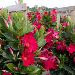 Red Mandevilla Trellis Sun Parasol Live Outdoor Vining Plant In 9.25 Inch Grower Pot -Urban Garden Store united nursery vine plants 29135 4f 1000