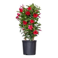 Red Mandevilla Trellis Sun Parasol Live Outdoor Vining Plant In 9.25 Inch Grower Pot