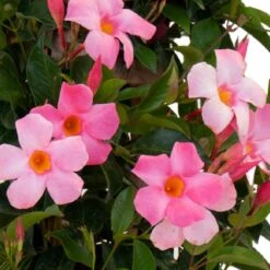 Pretty Pink Mandevilla Trellis Live Outdoor Vining Plant In 9.25 Inch Grower Pot 7 Pretty Pink Mandevilla Trellis Live Outdoor Vining Plant In 9.25 Inch Grower Pot -Urban Garden Store united nursery vine plants 29395 4f 1000