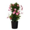 Pretty Pink Mandevilla Trellis Live Outdoor Vining Plant In 9.25 Inch Grower Pot