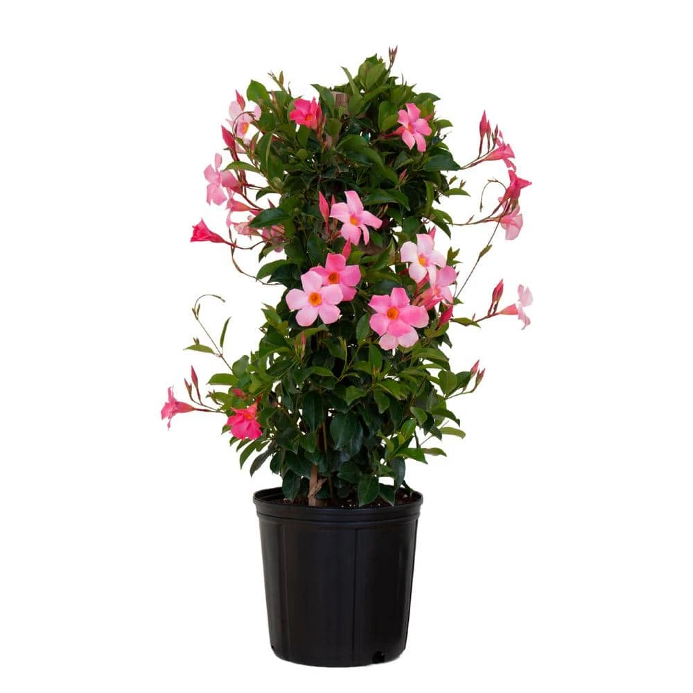 Pretty Pink Mandevilla Trellis Live Outdoor Vining Plant In 9.25 Inch Grower Pot