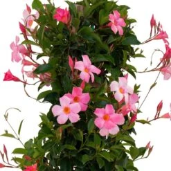 Pretty Pink Mandevilla Trellis Live Outdoor Vining Plant In 9.25 Inch Grower Pot 6 Pretty Pink Mandevilla Trellis Live Outdoor Vining Plant In 9.25 Inch Grower Pot -Urban Garden Store united nursery vine plants 29395 c3 1000