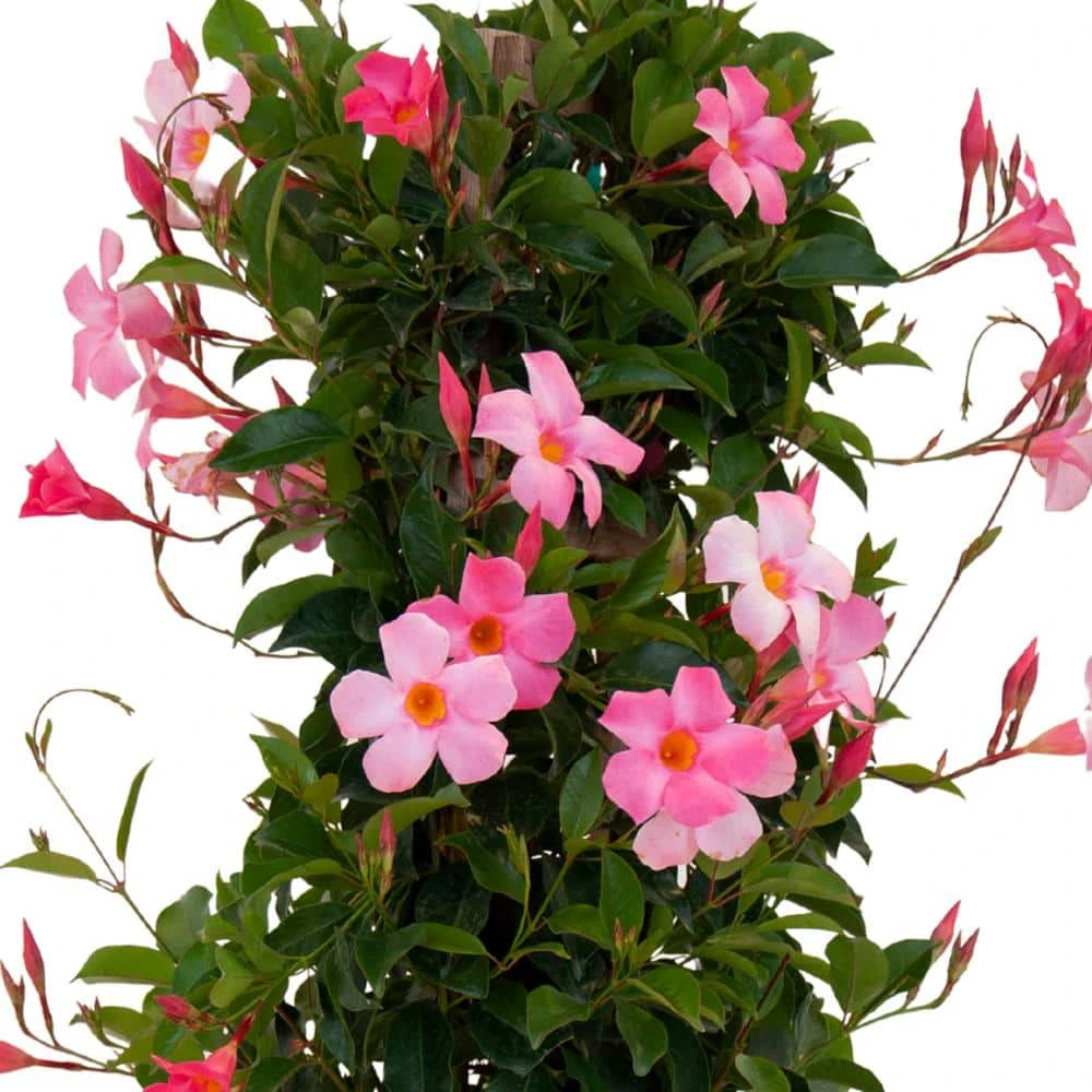 Pretty Pink Mandevilla Trellis Live Outdoor Vining Plant In 9.25 Inch Grower Pot 3 Pretty Pink Mandevilla Trellis Live Outdoor Vining Plant In 9.25 Inch Grower Pot - Image 3