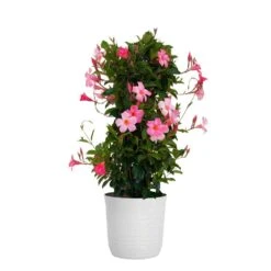 Pink Mandevilla Trellis Live Outdoor Vining Plant In 10 Inch White Decor Pot