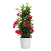Red Mandevilla Trellis Live Outdoor Vining Plant In 10 Inch White Decor Pot