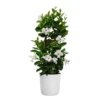 White Mandevilla Trellis Live Outdoor Vining Plant In 10 Inch White Decor Pot